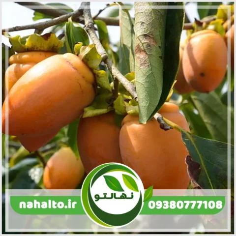 خرید نهال خرمالو موزی