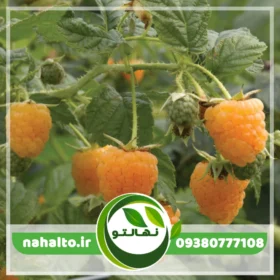 نهال رازبری زرد
