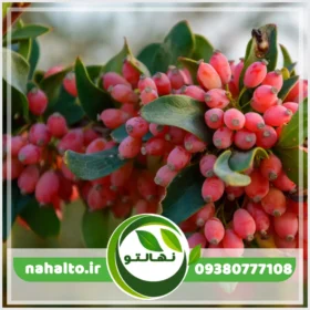 نهال زرشک پفکی