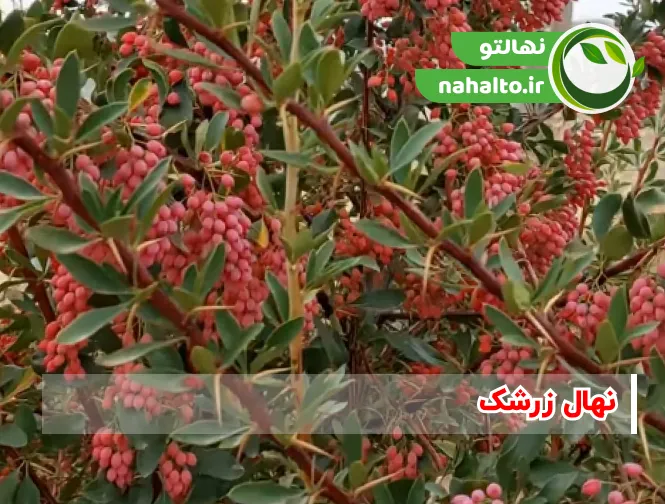خرید نهال زرشک