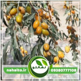 خرید نهال سنجد خوشه ای