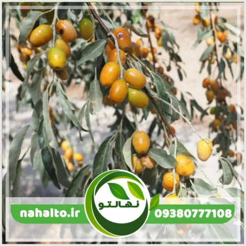 خرید نهال سنجد خوشه ای