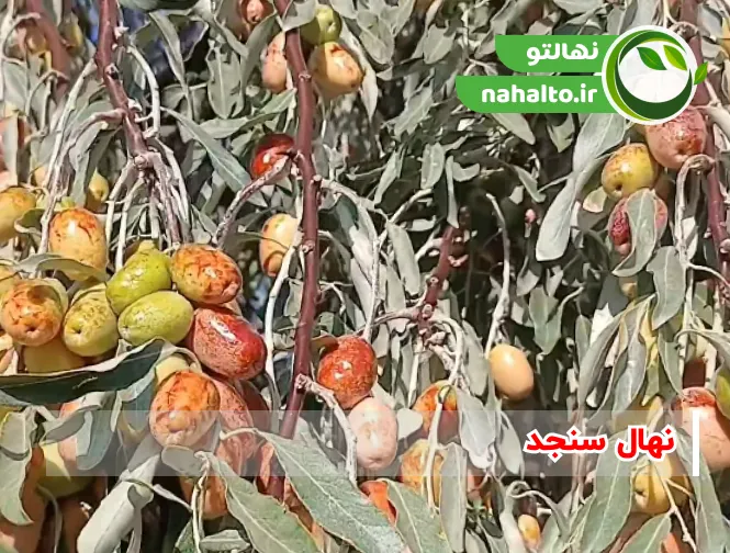 نهال سنجد