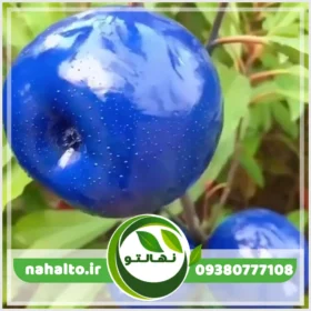 نهال سیب آبی
