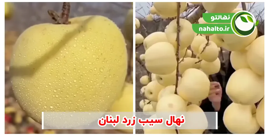 قیمت نهال سیب زرد لبنان