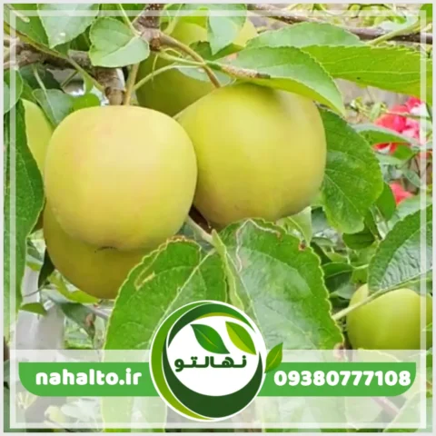 خرید نهال سیب زرد لبنانی (گلدن دیشز)