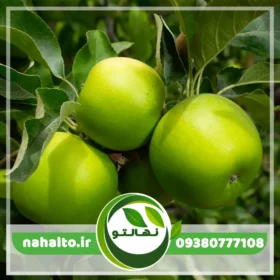 نهال سیب سبز