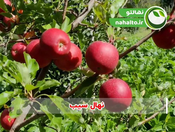 خرید و قیمت نهال سیب