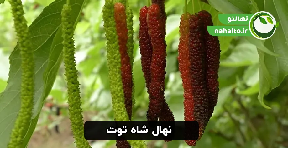 نهال شاه توت پربار