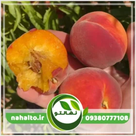 خرید نهال هلو آلبرتا