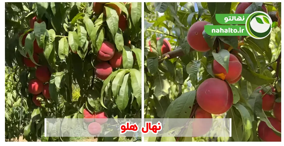 خرید نهال هلود به همراه ارقام