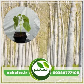 خرید نهال پالونیا