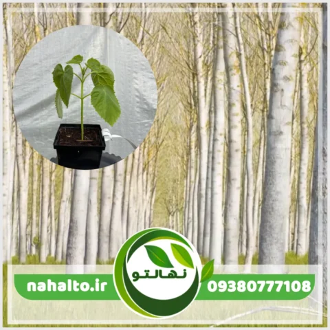 خرید نهال پالونیا