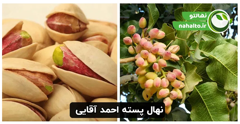 عکس پسته احمد آقایی در حالت رسیده
