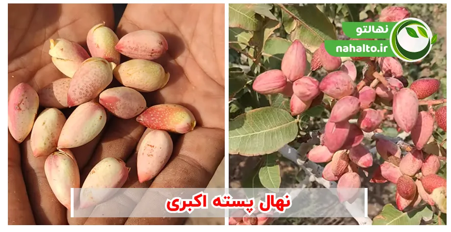 نهال پسته رقم اکبری