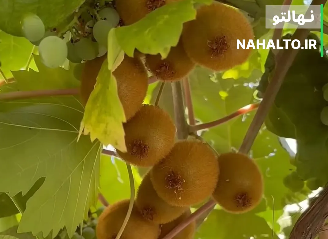 نهال کیوی در انواع ارقام خرید و قیمت روز