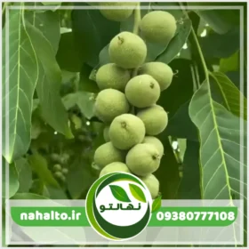 خرید نهال گردو خوشه ای