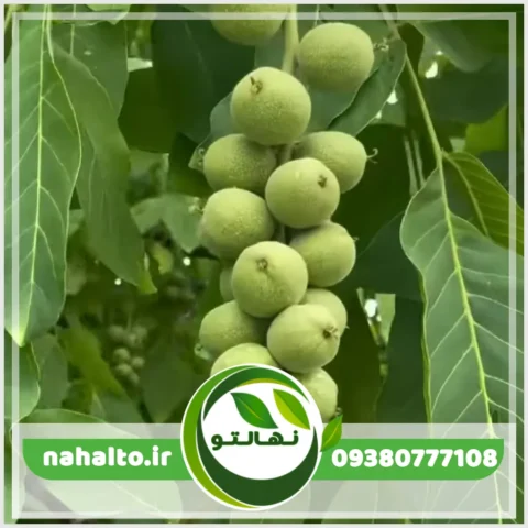 خرید نهال گردو خوشه ای