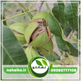 خرید نهال گردو پکان اصل