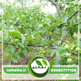 نهال گردو چندلر