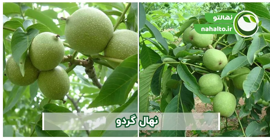 ارقام محبوب نهال گردو