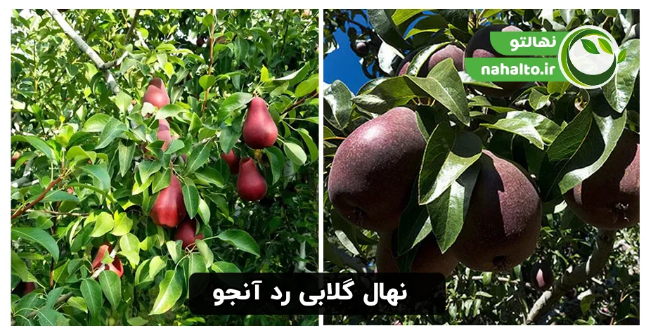 درخت و محصول گلابی ردآنجو