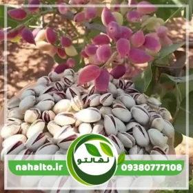 نهال پسته احمد اقایی