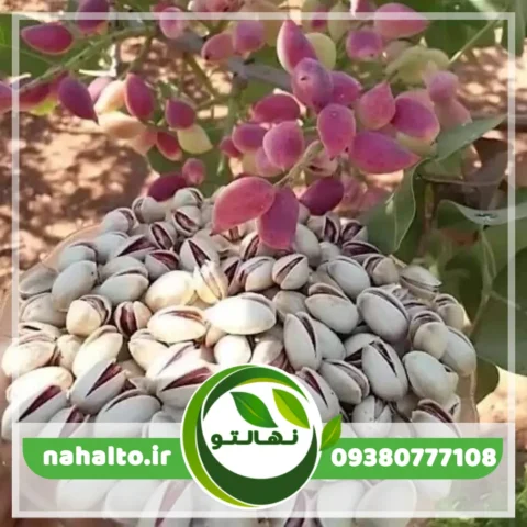 نهال پسته احمد اقایی