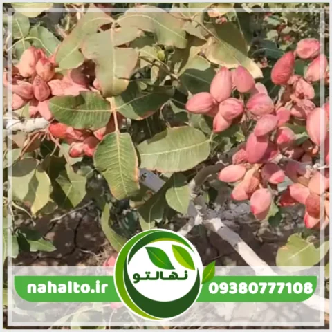خرید نهال پسته اکبری