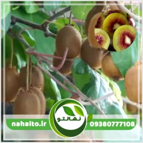 نهال کیوی تو سرخ خونی قیمت و خرید مستقیم
