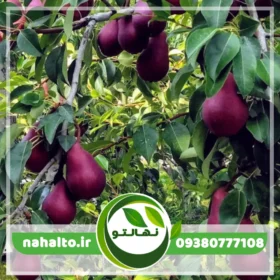 نهال گلابی رد آنجو دوساله