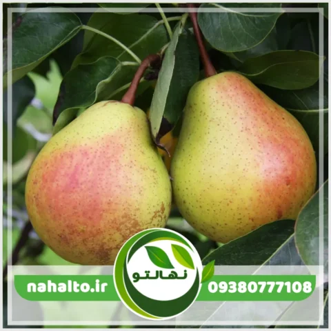 خرید نهال گلابی شاه میوه