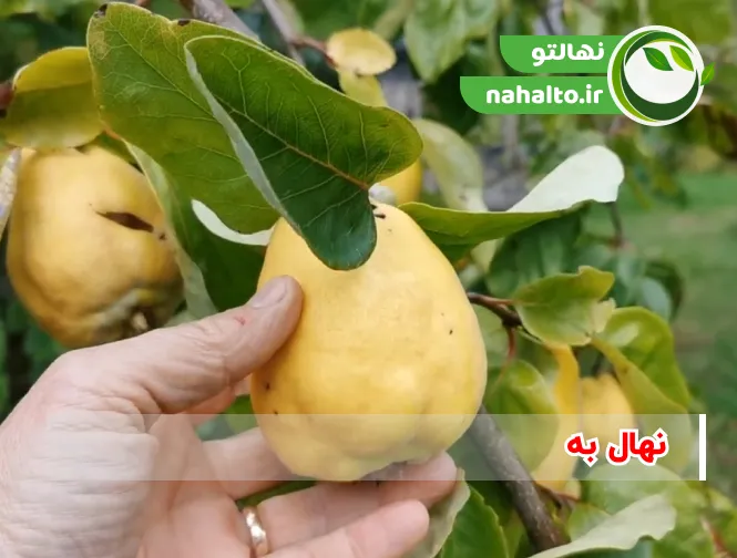خرید نهال به