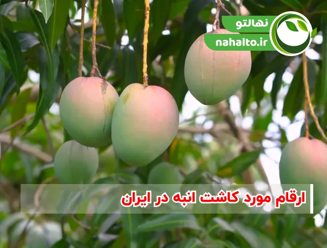 ارقام انبه مناسب کاشت در ایران