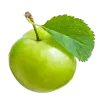 نهال گوجه سبز (آلوچه)