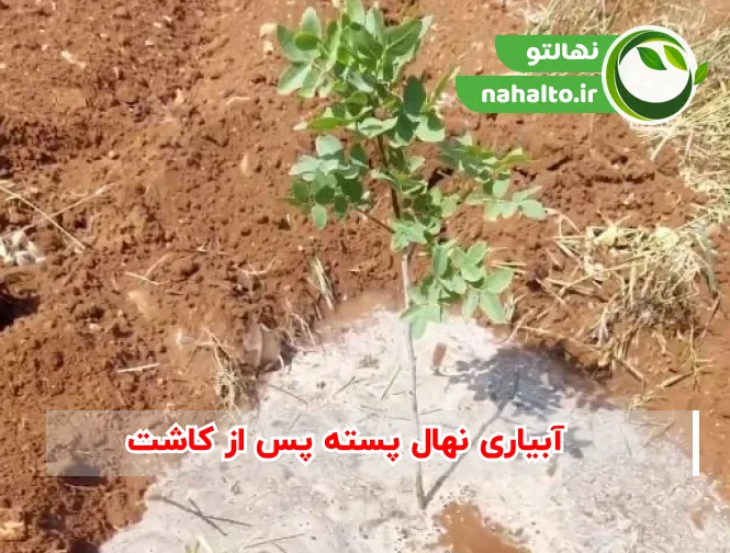 آبیاری نهال پسته بعد ازکاشت