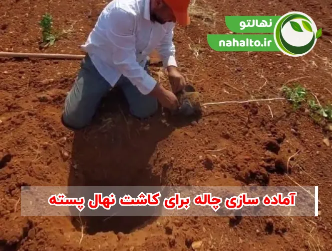 آماده سازی چاله کاشت نهال پسته