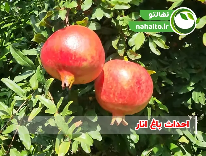 احداث باغ انار آموزش کامل از کاشت تا برداشت انار