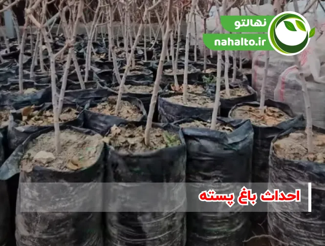 هزینه احداث باغ پسته