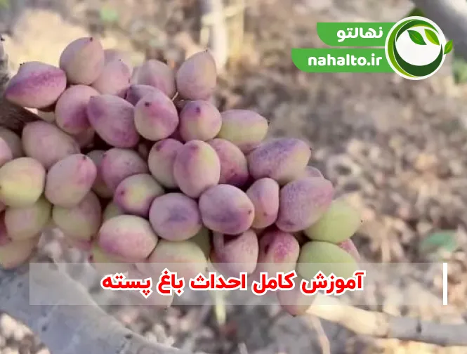 آموزش کامل احداث باغ پسته | کاشت و نگه داری علمی پسته