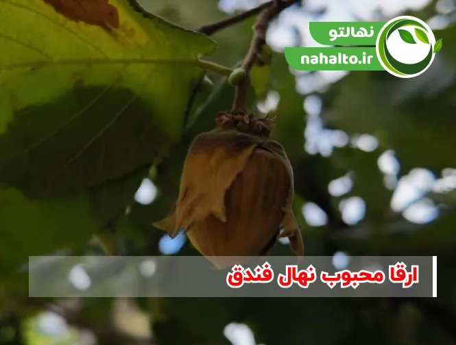 ارقام پرسود فندق