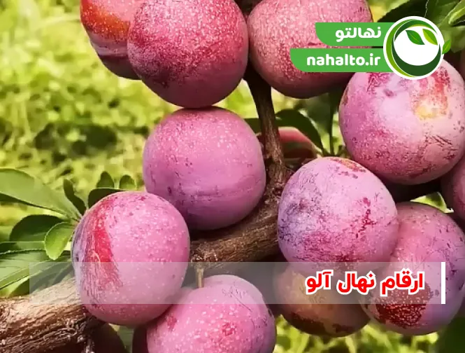 خرید ارقام پربار نهال آلو