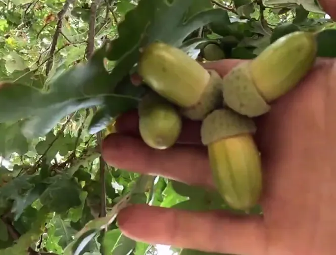 ارقام نهال بلوط