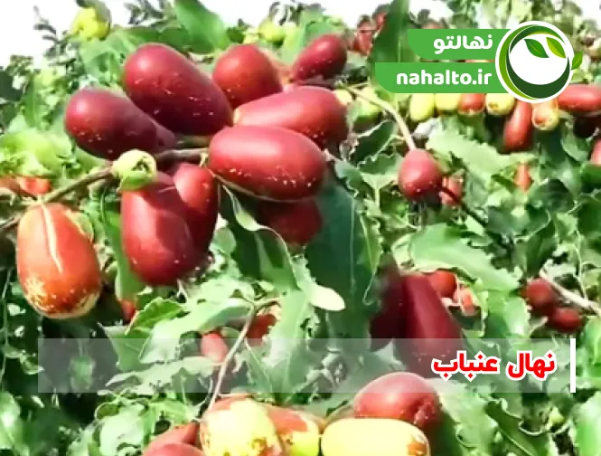 ارقام نهال عناب