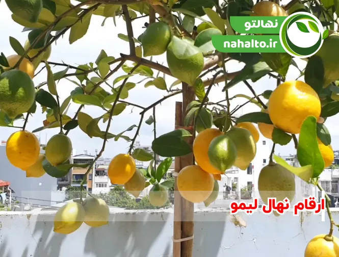 لیست ارقام نهال لیمو ترش و لیمو شیرین