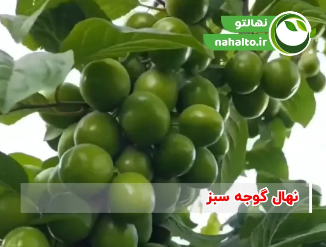 خرید نهال گوجه سبز