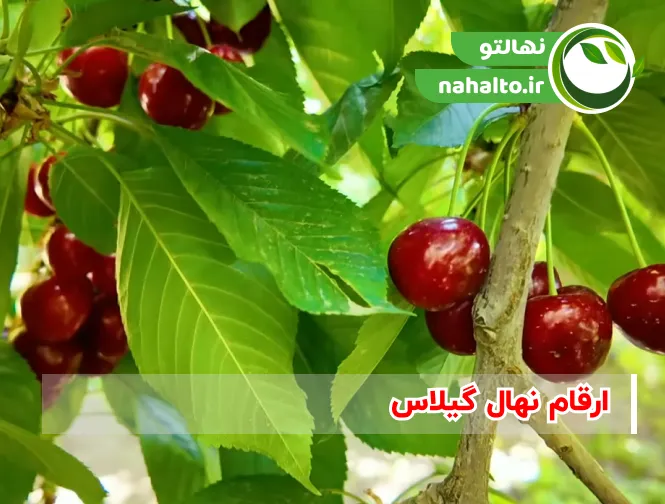 بهترین رقم های نهال گیلاس