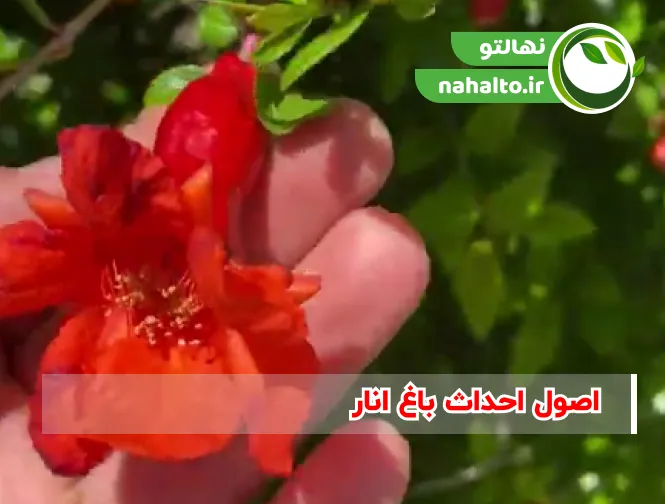 اصول احداث باغ انار