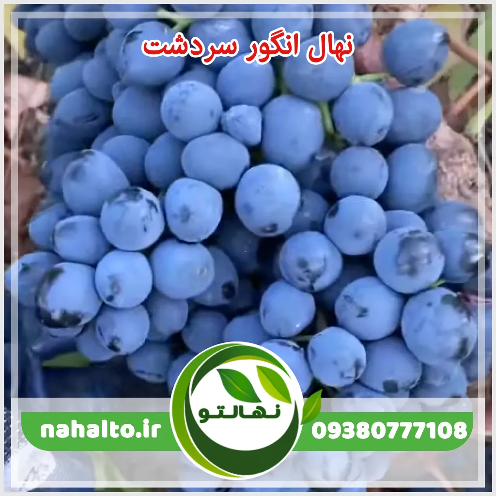 نهال انگور سیاه سردشت (شانی)