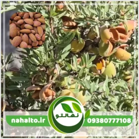 نهال بادام دیم